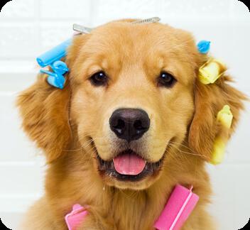 Sacred Elements Skin + Reiki